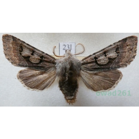 Perigrapha i-cinctum (Denis & Schiffermüller, 1775) Czech23l